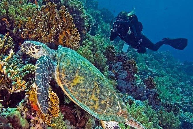 Hurghada - The City Of Water Sports 2 SCUBA DIVING TRIP FROM HURGHADA